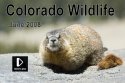 Colorado Wildlife